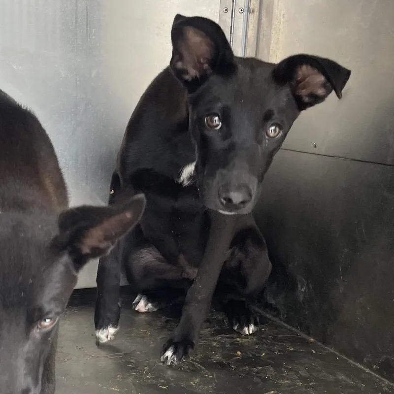 A young medium-sized male Black Shepherd dog named Woody for adoption in Edinburg, TX