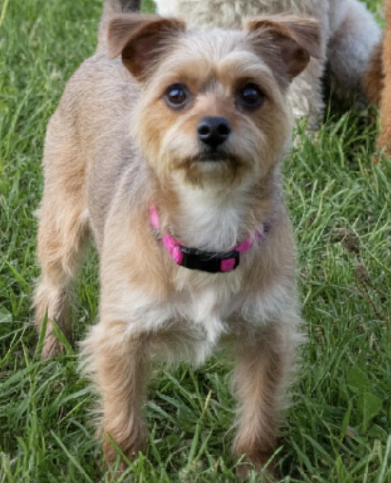 A young small-sized female Bicolor Yorkshire Terrier dog named Millie for adoption in Egg Harbor City, NJ