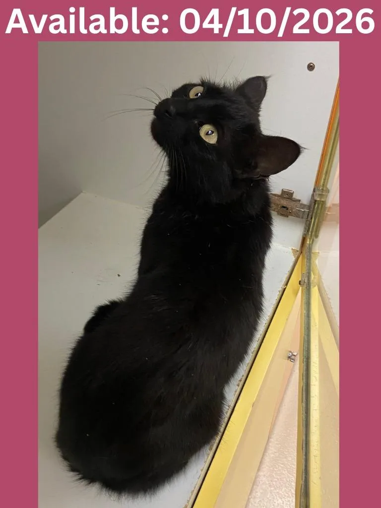 A young medium-sized female Domestic Short Hair cat named Cat Condo for adoption in Greenville, TX