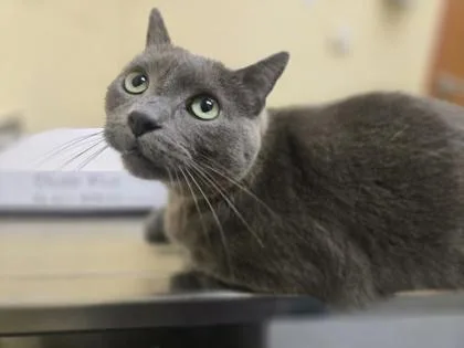 An adult medium-sized male Domestic Short Hair cat named Kai for adoption in Westland, MI