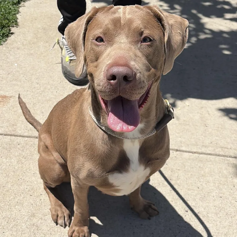 A baby large-sized female Brown / Chocolate Mixed Breed dog named Rosie for adoption in Newark, NJ