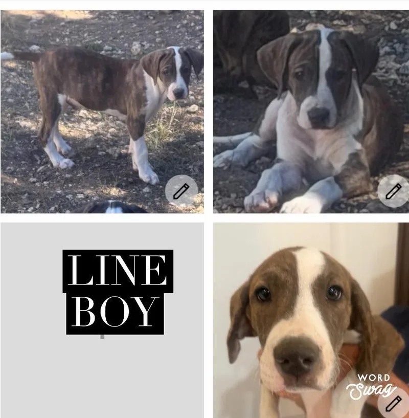 A baby medium-sized male Catahoula Leopard Dog dog named Catahoula Line Boy for adoption in canyon lake, TX