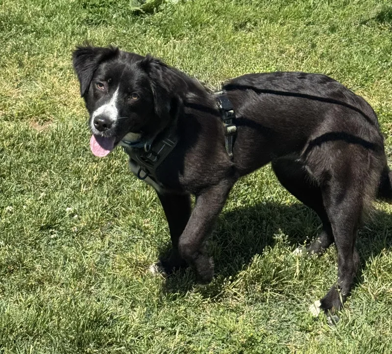 A young medium-sized female Bicolor Retriever dog named Florida for adoption in Ellicott City, MD