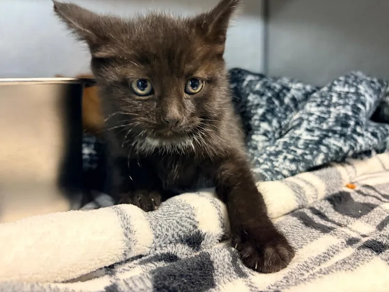 A baby medium-sized female Domestic Short Hair cat named Alicent for adoption in Huntington, IN