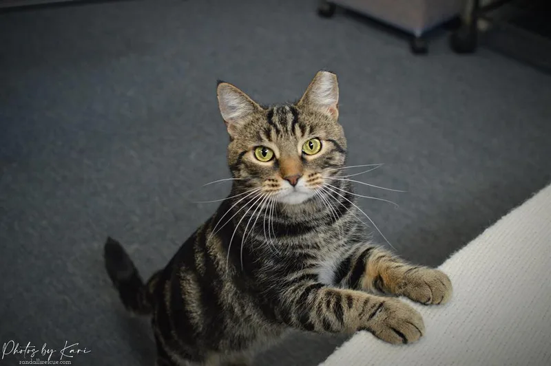 Micah Snow Angel thumbnail 3