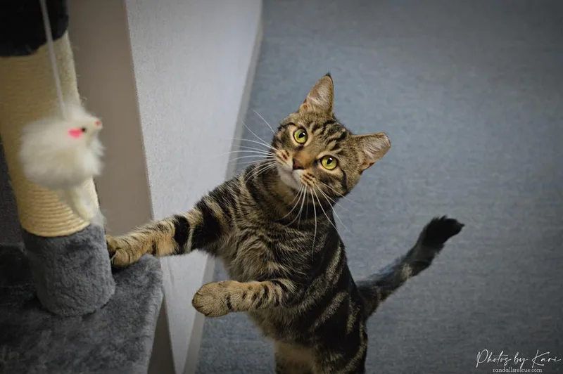 Micah Snow Angel thumbnail 4