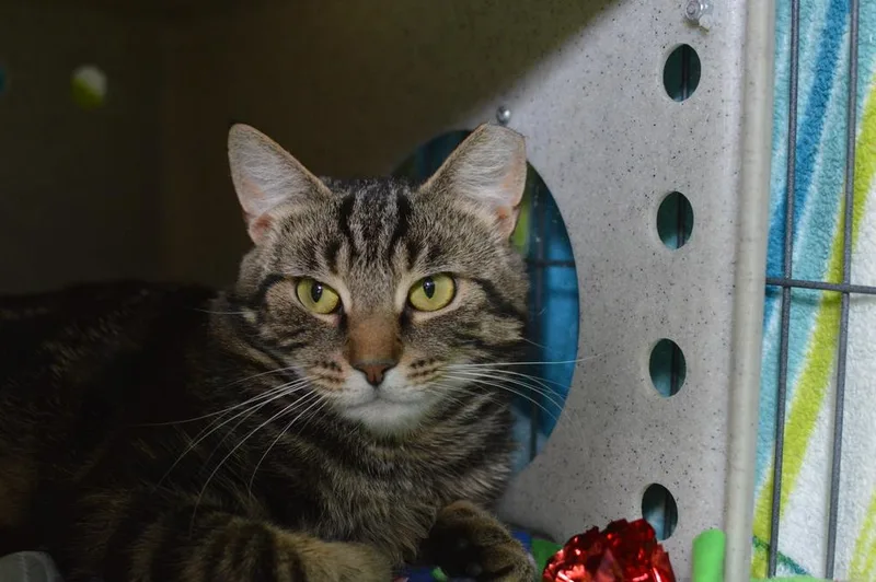 Micah Snow Angel thumbnail 5