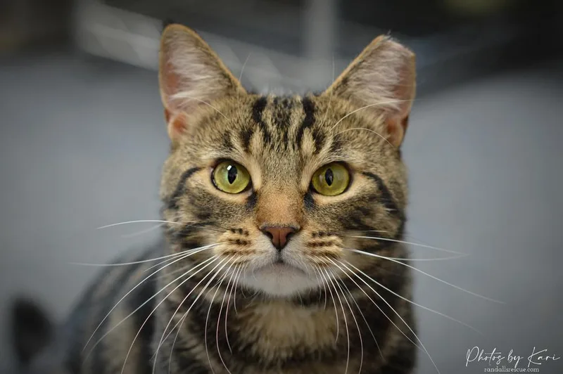 Micah Snow Angel thumbnail 6