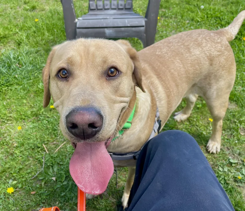 A young large-sized male Yellow / Tan / Blond / Fawn Labrador Retriever dog named Doob for adoption in Scituate, MA