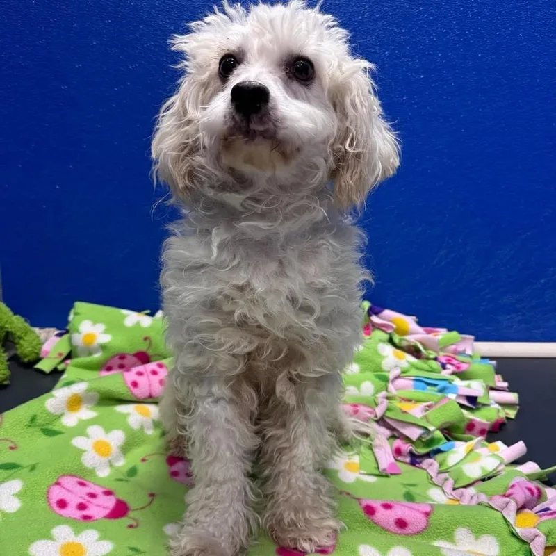 A young small-sized male Maltese dog named Fluff for adoption in Tacoma, WA
