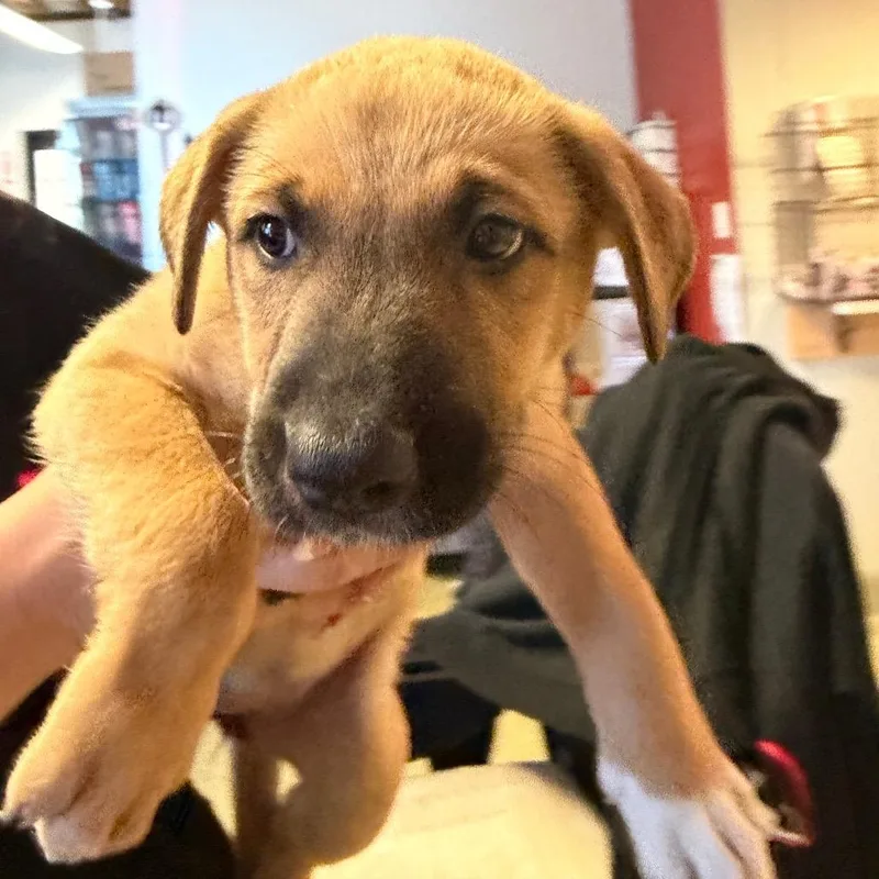 A baby small-sized female Yellow / Tan / Blond / Fawn Akita dog named Toffie for adoption in San Gabriel, CA