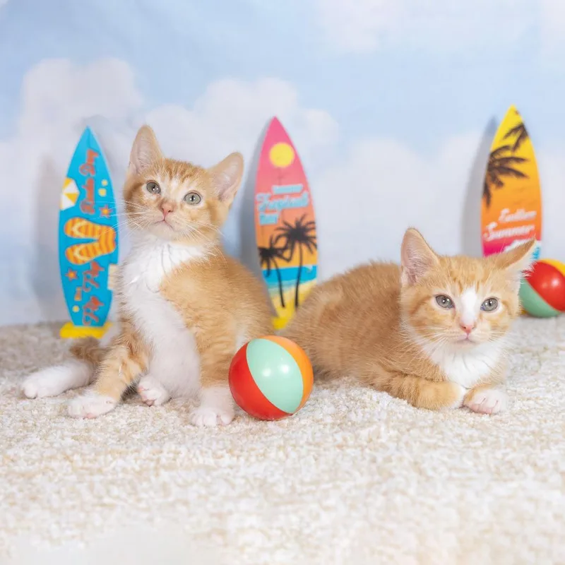 A baby small-sized male Orange / Red Domestic Short Hair cat named Nisrine for adoption in Durham, NC