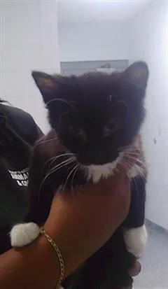 A baby small-sized male American Curl cat named A for adoption in Charlotte, NC