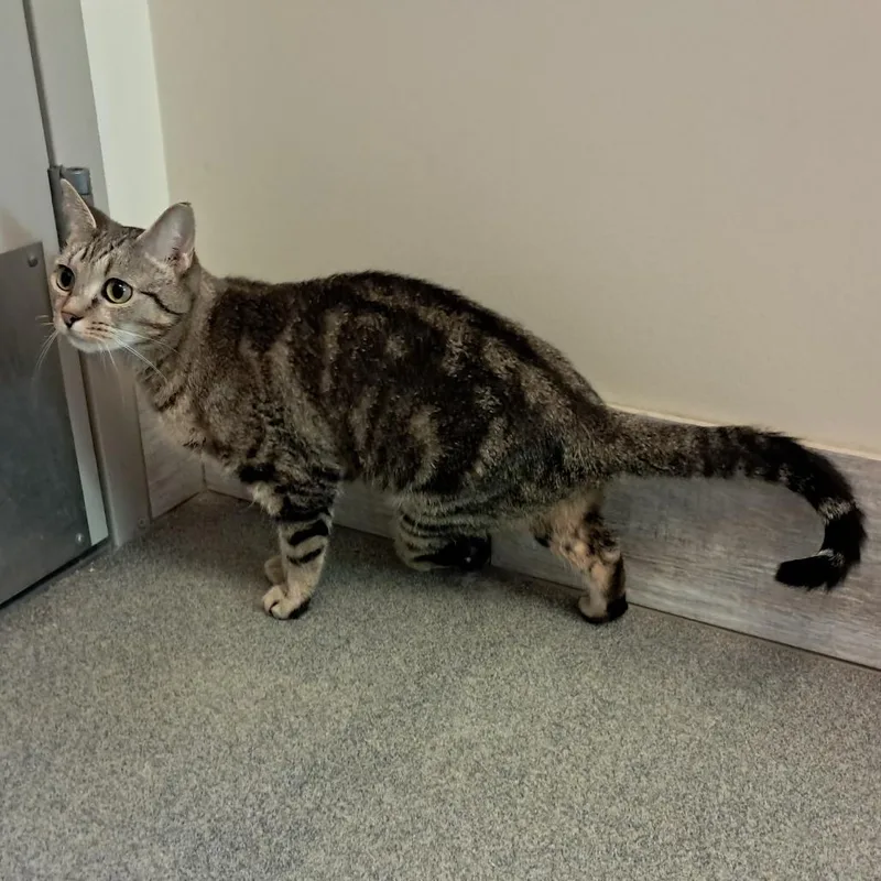 An adult medium-sized female Torbie Domestic Short Hair cat named Teagan for adoption in Concord, NH