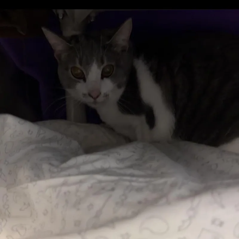 An adult medium-sized female Gray / Blue / Silver Domestic Short Hair cat named Mary Anne for adoption in Charlottesville, VA