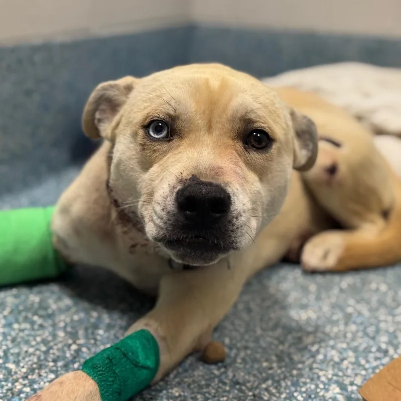 A young medium-sized female Yellow / Tan / Blond / Fawn Yellow Labrador Retriever dog named Nimbus for adoption in Greensboro, NC