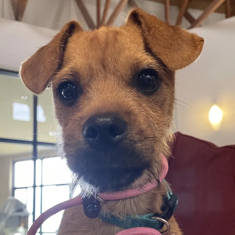 A baby small-sized male Yellow / Tan / Blond / Fawn Terrier dog named Whiskers for adoption in Santa Barbara, CA
