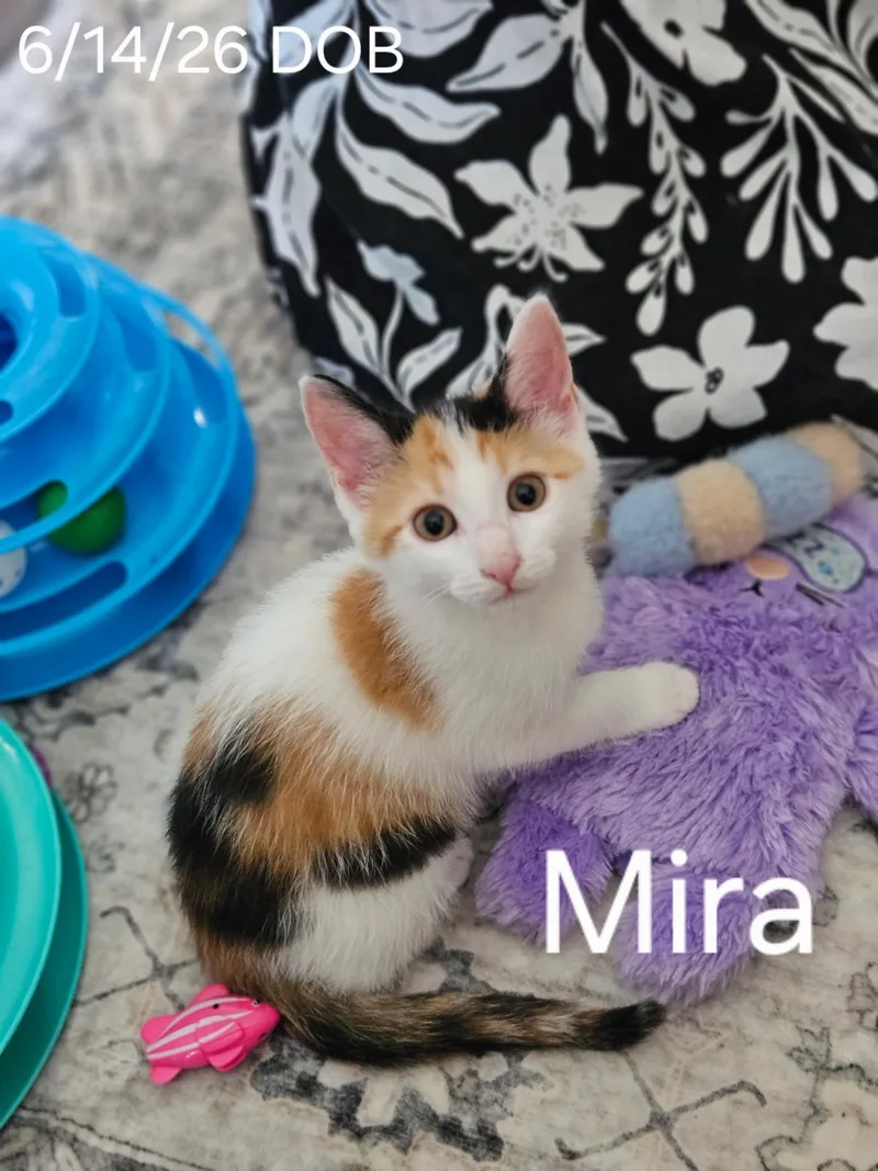 Mira