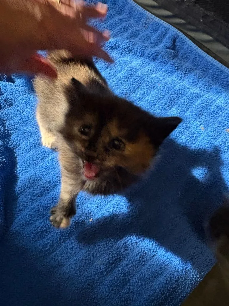 A baby small-sized female Domestic Medium Hair cat named Paris for adoption in Ballwin, MO