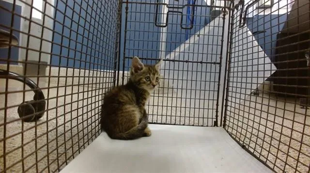 A baby small-sized female Domestic Short Hair cat named Mr. Whiskers for adoption in Miami, FL