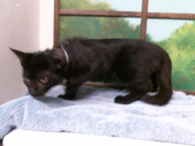 A baby small-sized female Domestic Short Hair cat named Julia for adoption in Houston, TX