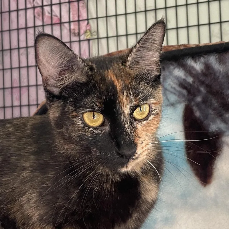 An adult medium-sized female Domestic Short Hair cat named Bette Meowdler for adoption in Chicago, IL