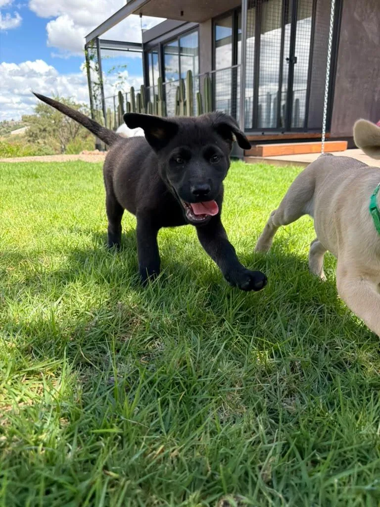 A baby medium-sized female Black Border Collie dog named Marley for adoption in Austin, TX