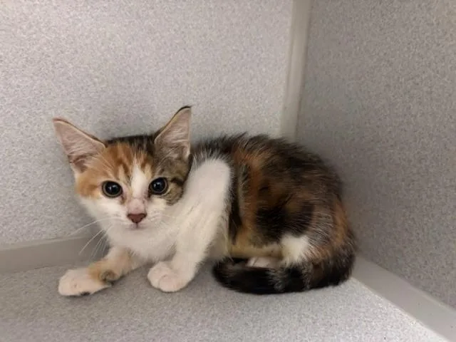 A baby small-sized female Domestic Short Hair cat named Anzu for adoption in Fairfield, CA