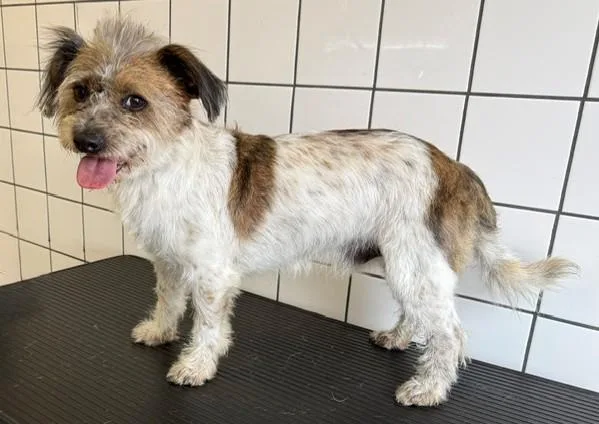 An adult medium-sized male Terrier dog named Boy for adoption in Downey, CA