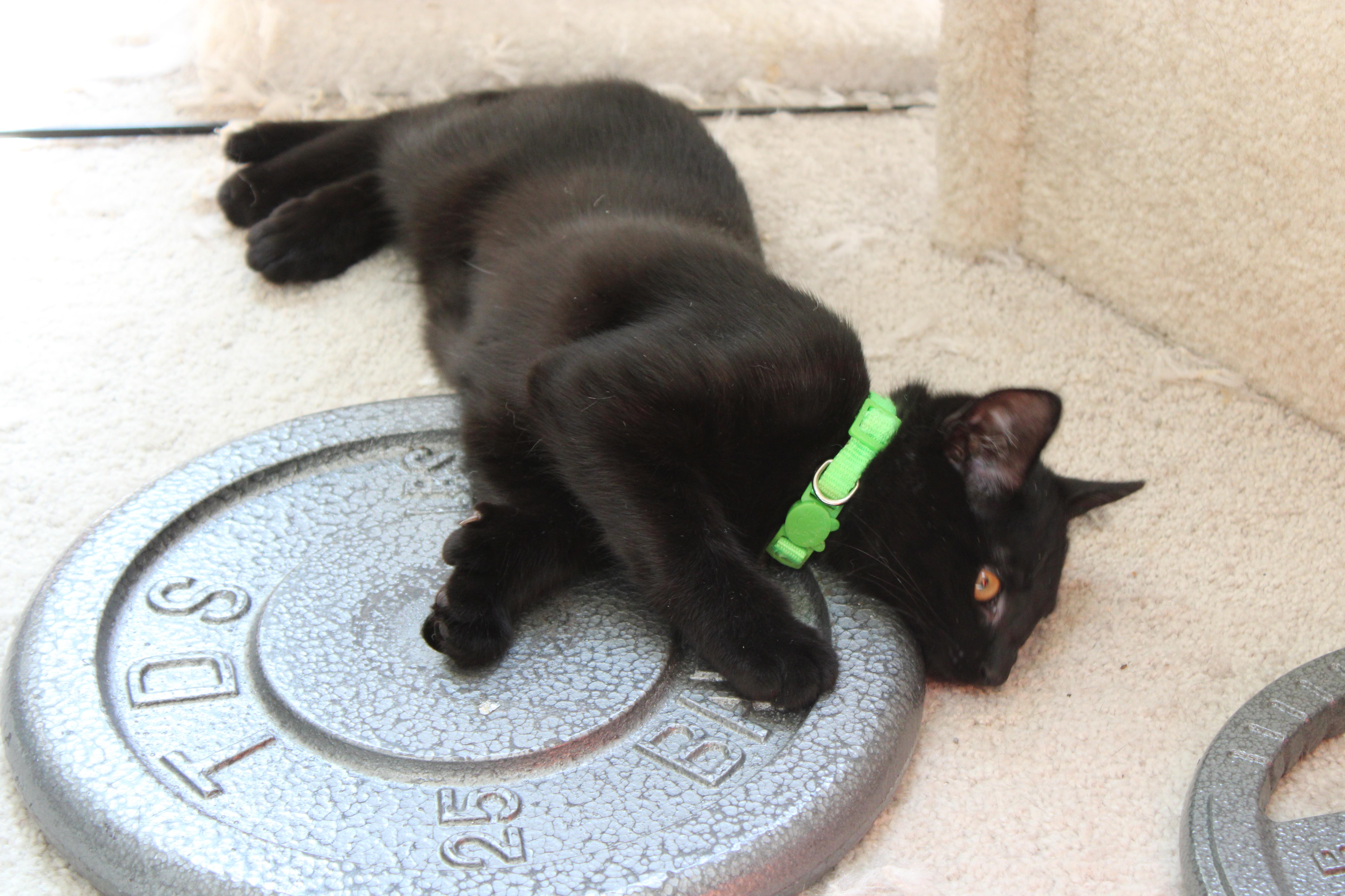 A baby medium-sized female Black Domestic Short Hair cat named Emma for adoption in Mayfield, NY