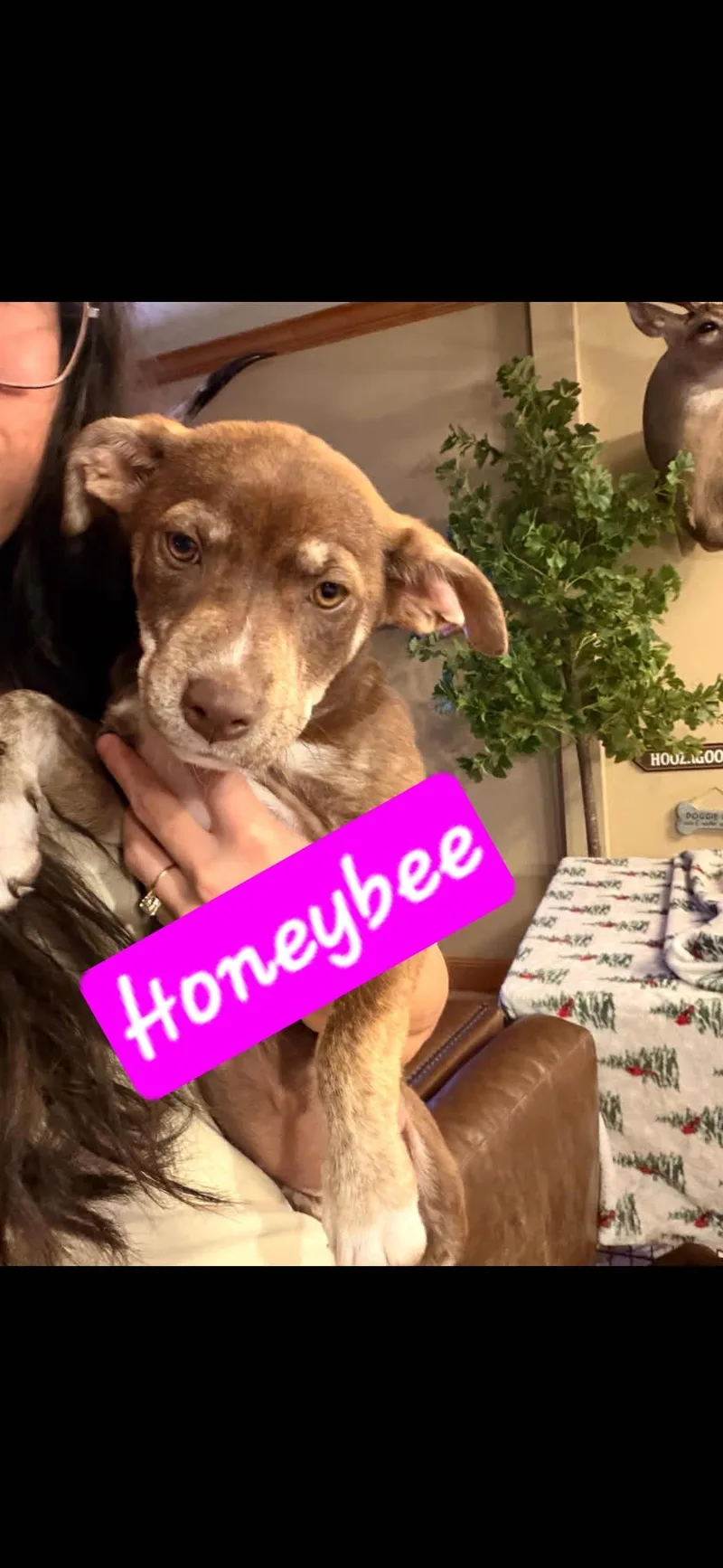 A baby medium-sized female Husky dog named Honey Bee for adoption in Brooksville, FL