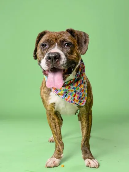 An adult medium-sized female American Bulldog dog named Teeter Totter for adoption in Atlanta, GA