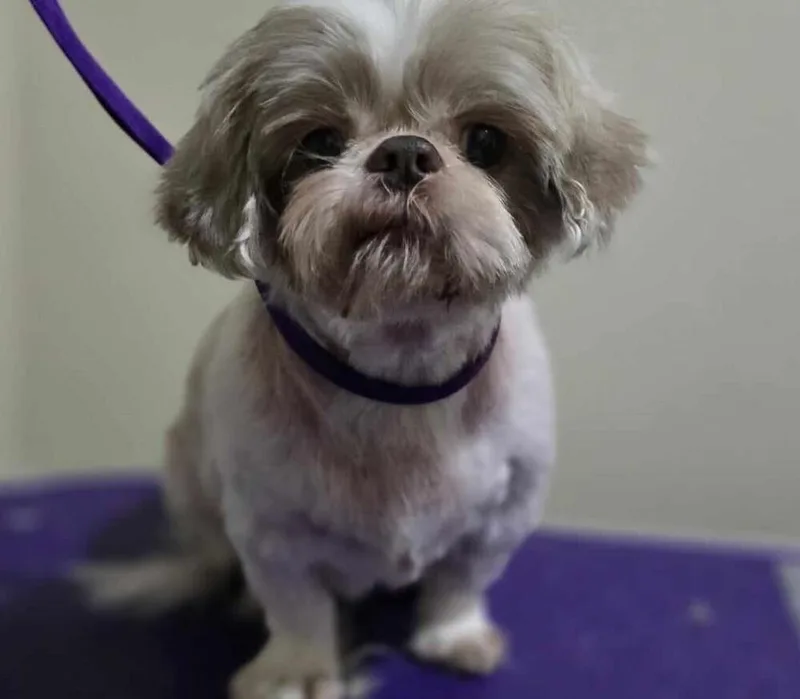 A senior small-sized male Shih Tzu dog named Teddy for adoption in Peoria, IL
