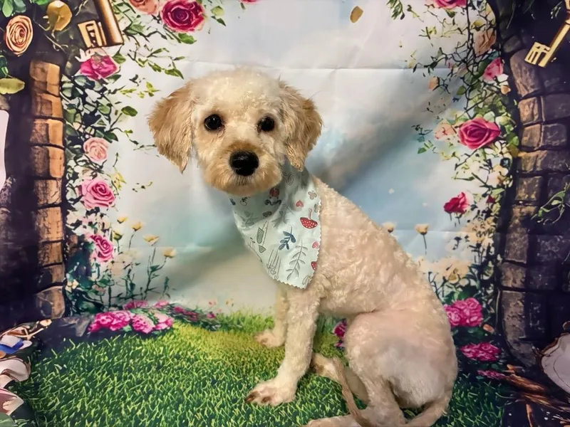 A young small-sized female Bichon Frise dog named Celine for adoption in Ewing, NJ