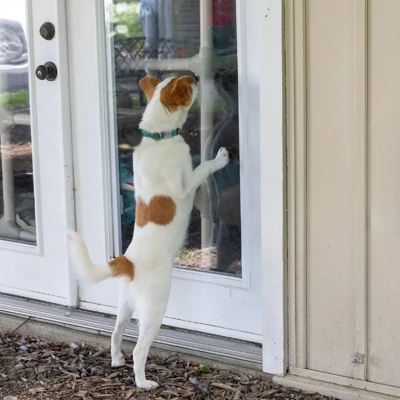 An adult small-sized male White / Cream Jack Russell Terrier dog named Alex for adoption in McKean, PA