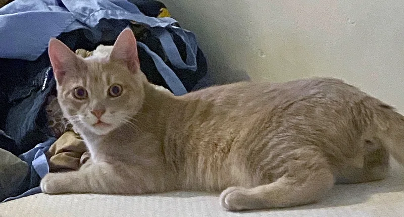 Calcifer  Special Needs