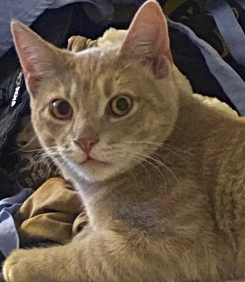 Calcifer  Special Needs thumbnail 2