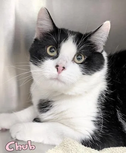An adult large-sized male Domestic Short Hair cat named Chub for adoption in Mason, MI