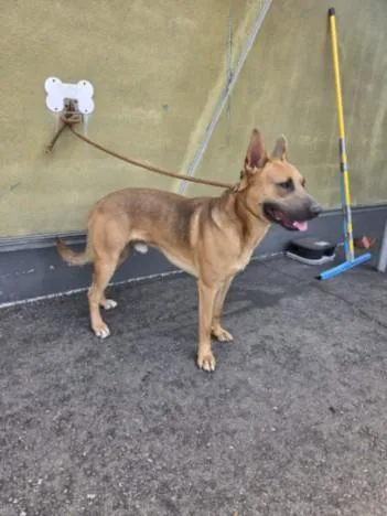 A young large-sized male Mixed Breed dog named Smokey for adoption in Los Angeles, CA