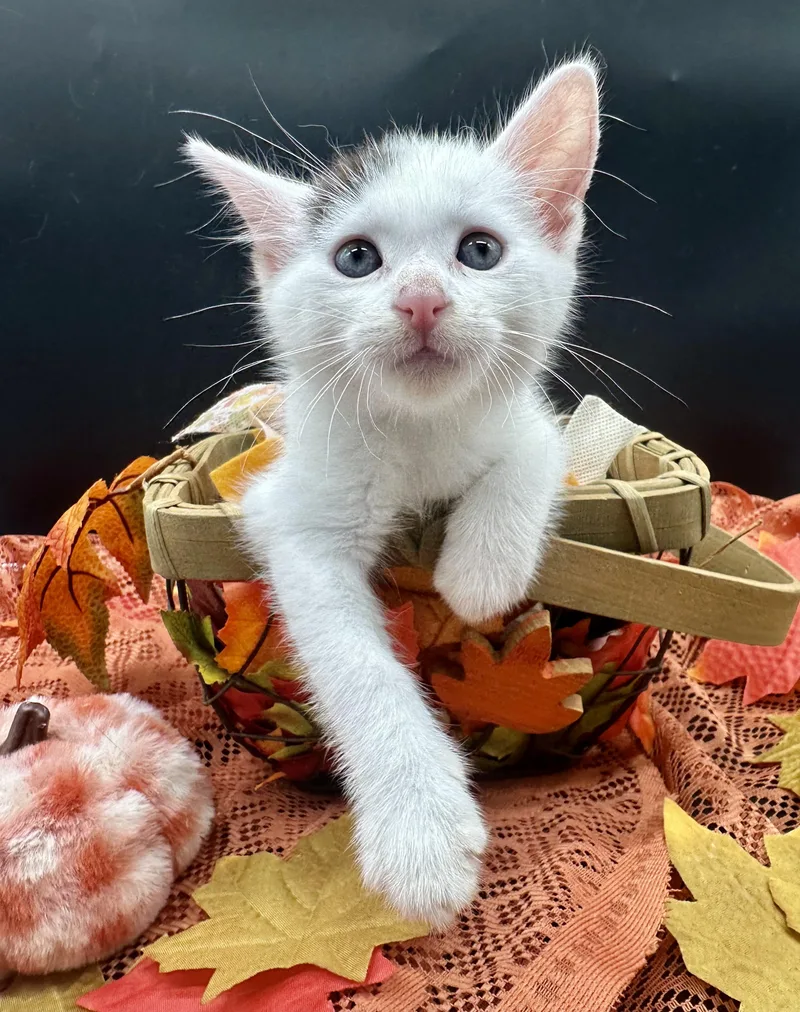 A baby small-sized male Domestic Medium Hair cat named Panda for adoption in HUNTINGTON BEACH, CA