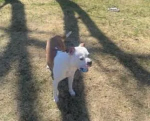 A young large-sized male White / Cream Boxer dog named Bucket for adoption in Westminster, MD