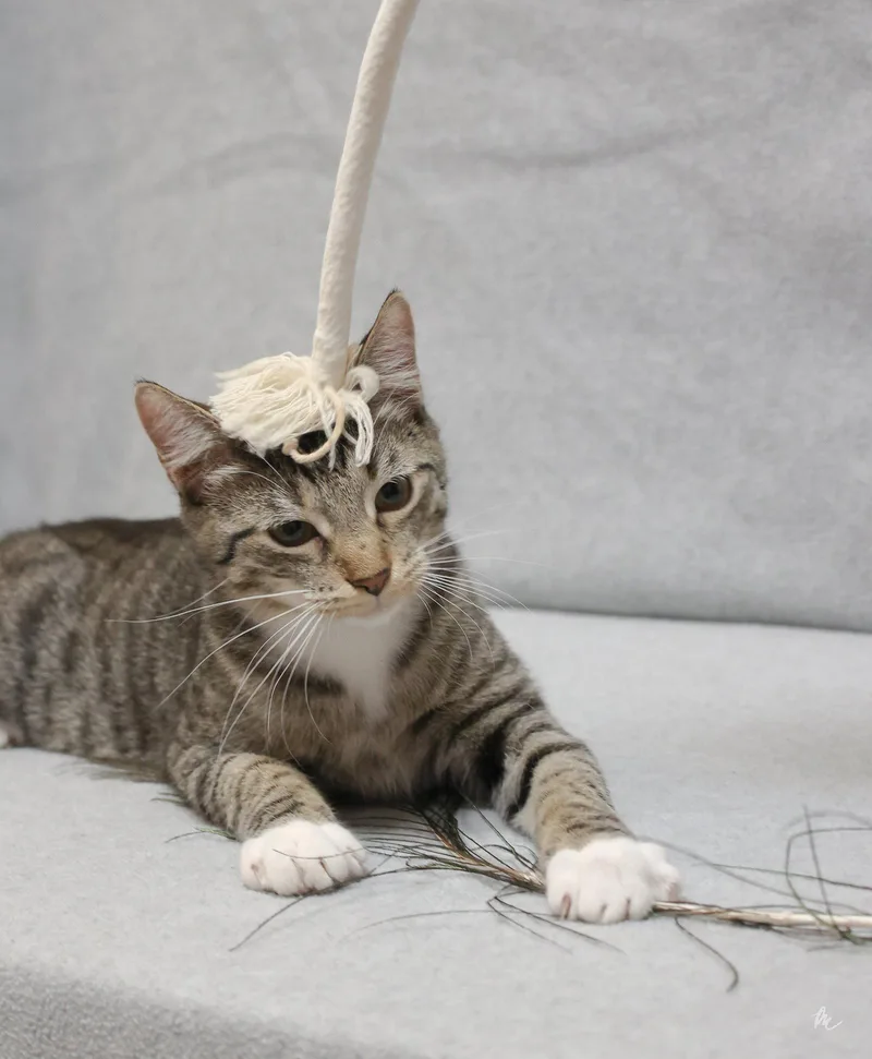 A baby medium-sized male Domestic Short Hair cat named Mack for adoption in Cary, NC