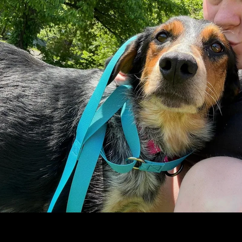 An adult small-sized female Black Beagle dog named Atlantic for adoption in Rockville, MD