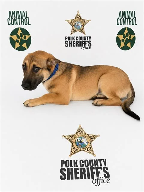 A young medium-sized male Labrador Retriever dog named Cosmo for adoption in Winter Haven, FL