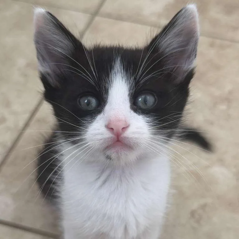 A baby small-sized male Black Domestic Short Hair cat named Gamble for adoption in Long Beach, CA