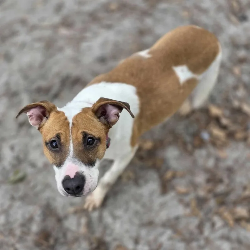 An adult medium-sized female White / Cream Mixed Breed dog named Birdy for adoption in Binghamton, NY