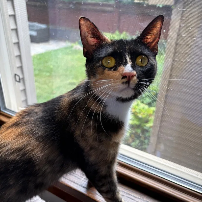 A young medium-sized female Calico Domestic Short Hair cat named Seraphina BurrPurr for adoption in Eaton Rapids, MI