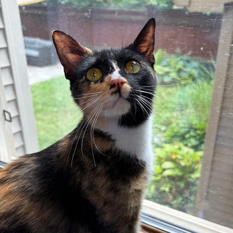 Seraphina BurrPurr thumbnail 2
