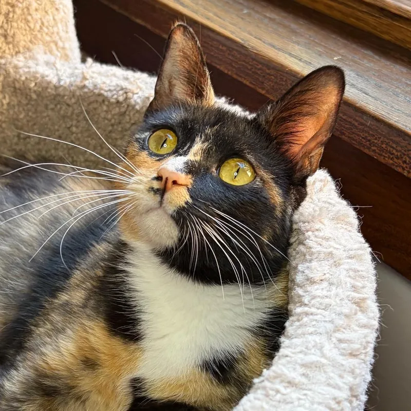 Seraphina BurrPurr thumbnail 3