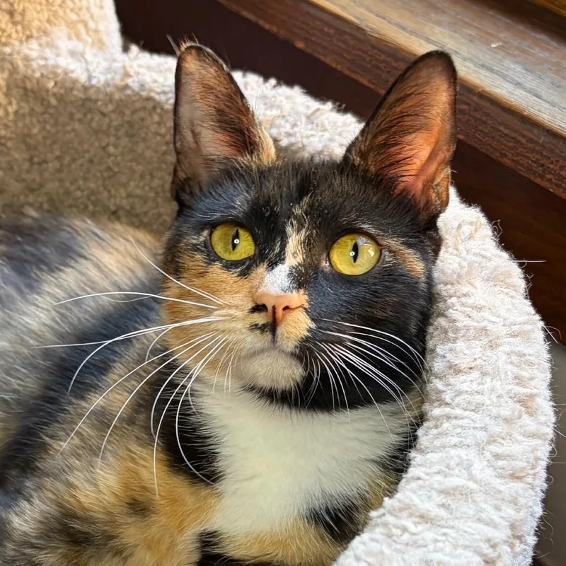 Seraphina BurrPurr thumbnail 4